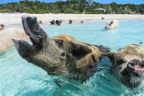 Where To Find The Swimming Pigs Of The Bahamas 